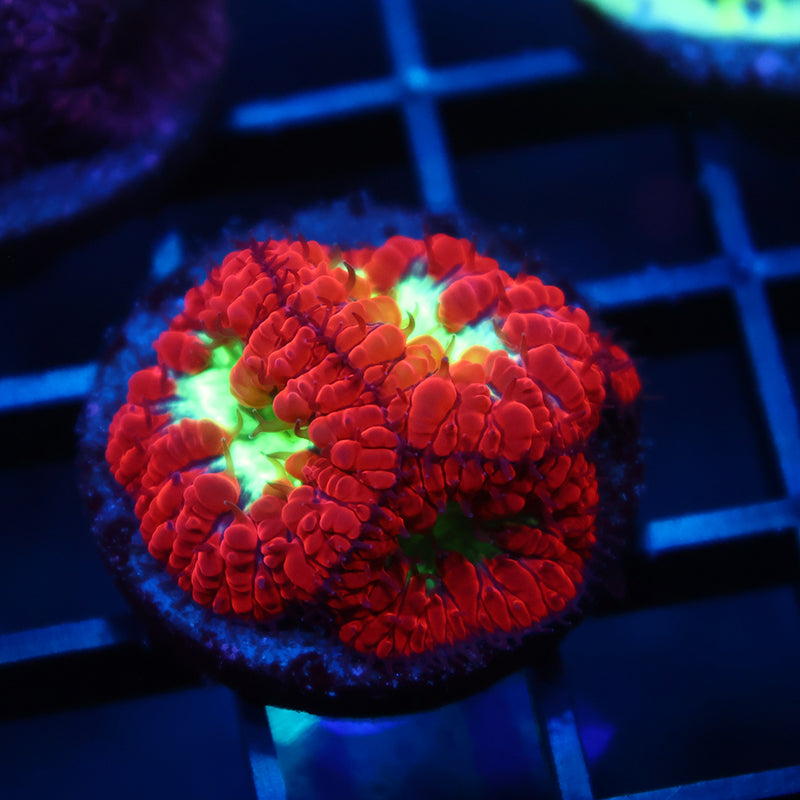 TCK Big Polyp Sour Apple Blastos