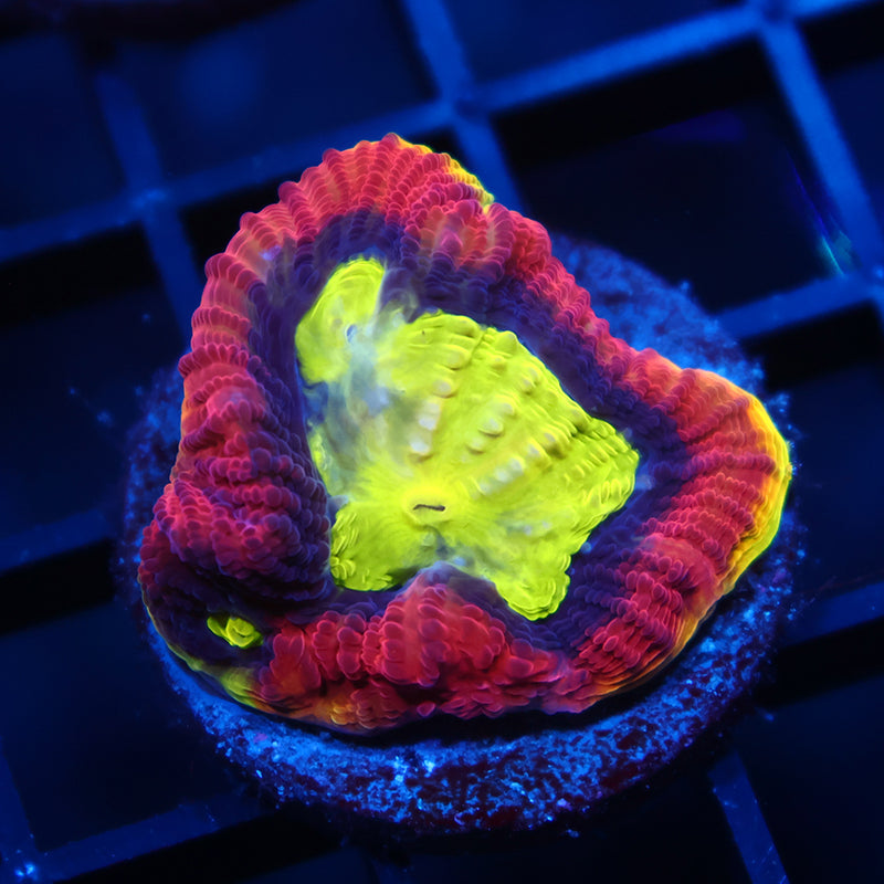 TCK Huge Polyp Dragon Soul Favia