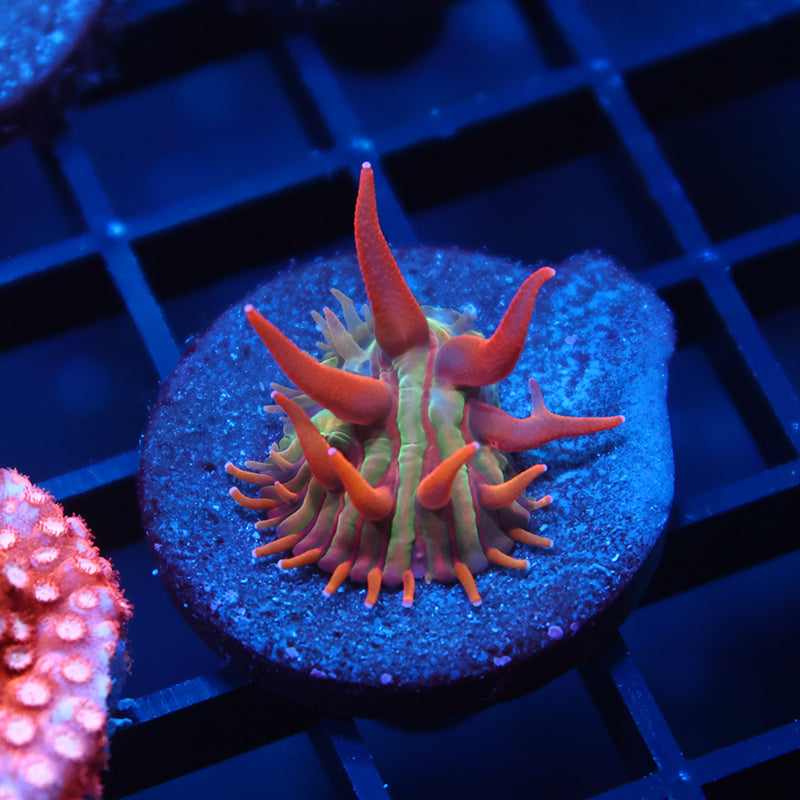 Crazy BSA Plate Diaseris