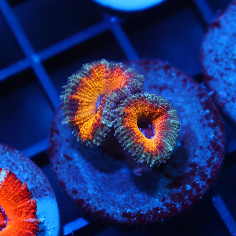 TCK Bleeding Rainbow Acan