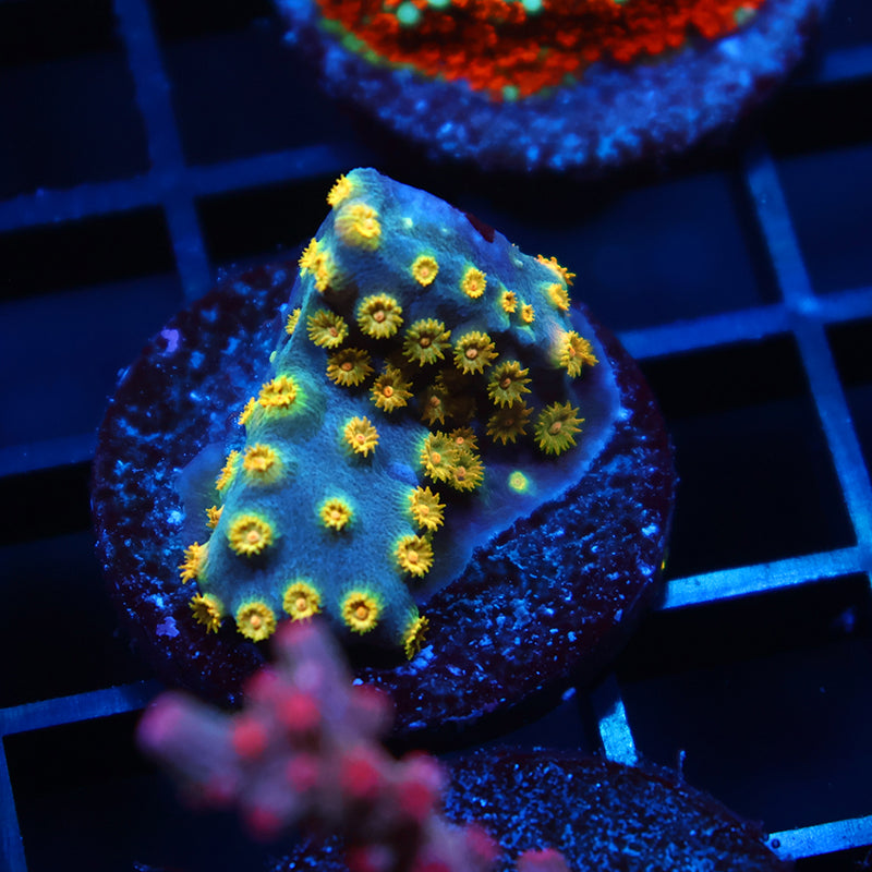 Zoolander Cyphastrea