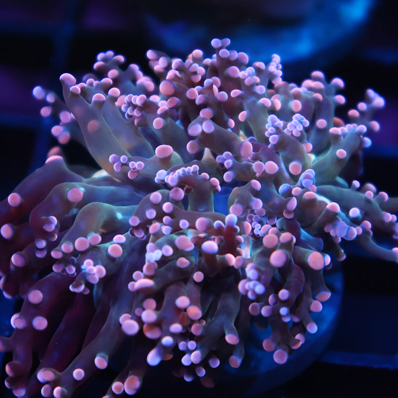 TCK Peach Branching Frogspawn