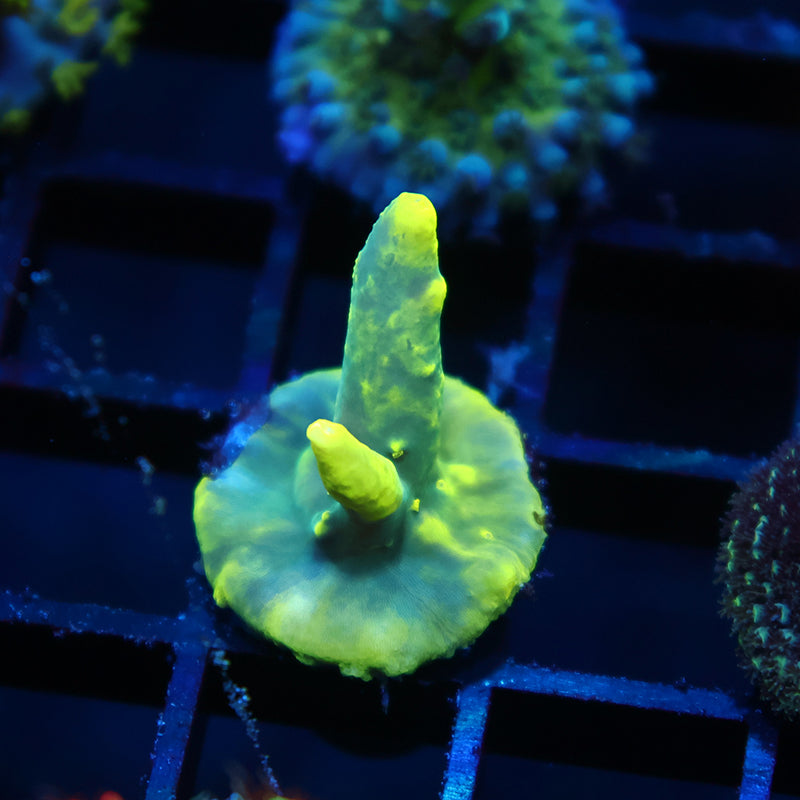 TCK Banana Suharsonoi