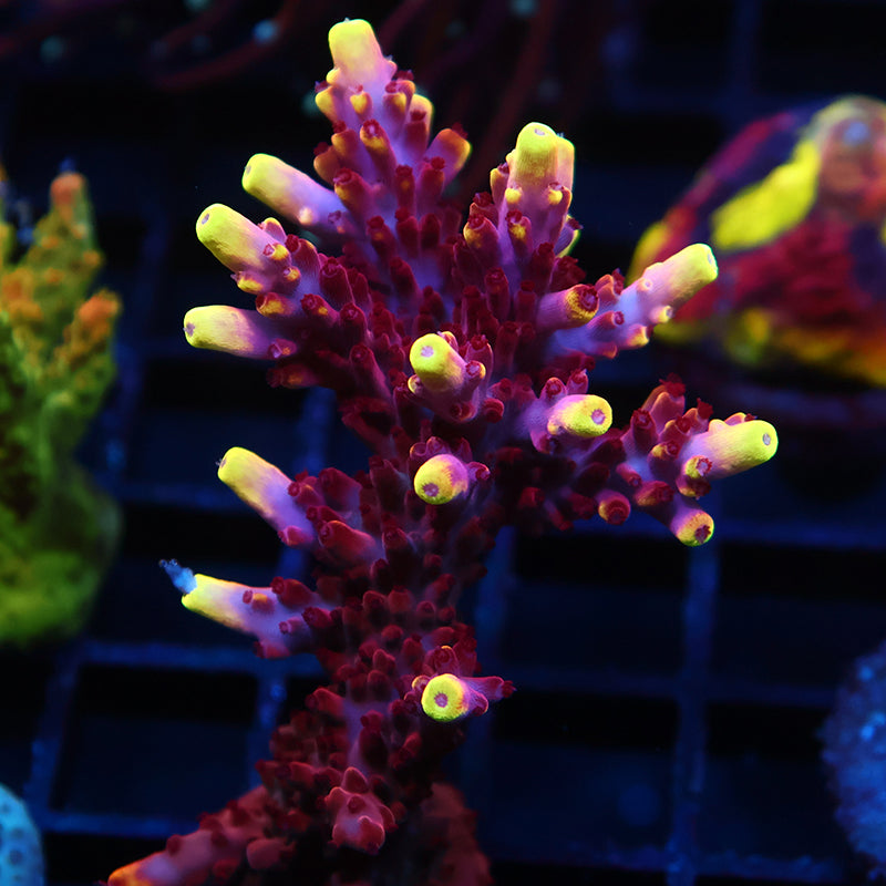 JF Fox Flame Mini Colony