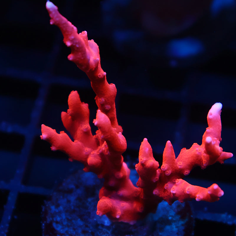 Lg JF TNT Anacropora