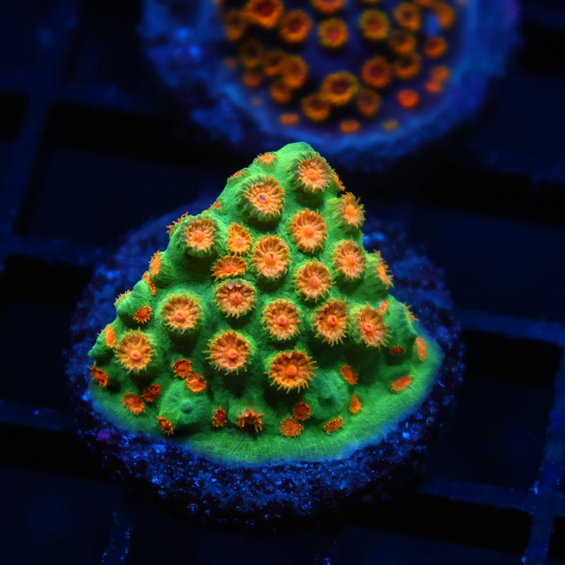 Reptar Cyphastrea