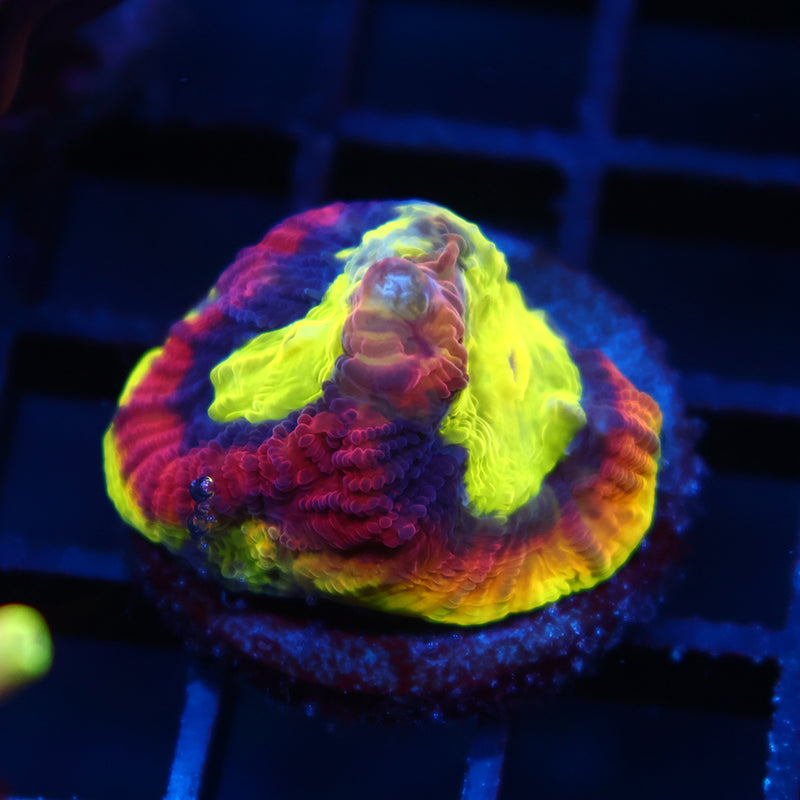 TCK Dragon Soul Favia Big Polyp