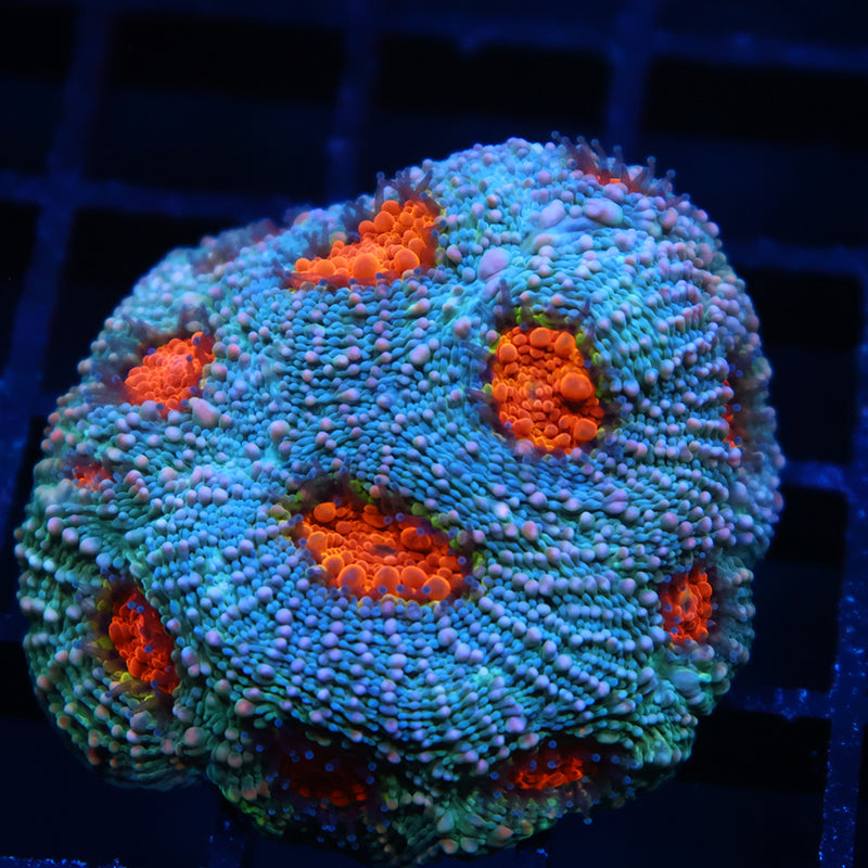 Lg TCK Rainbow Echinata