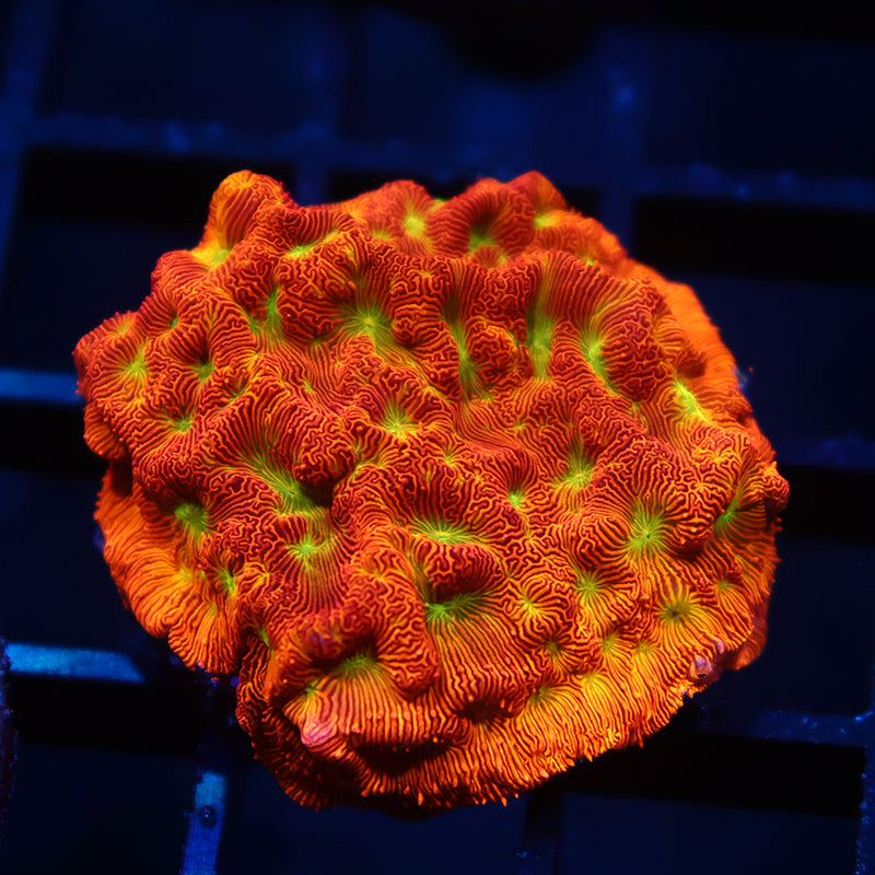 Lg JF Jack-O-Lantern Lepto