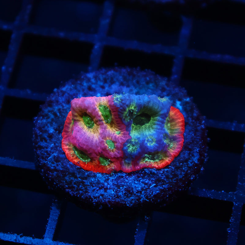 JF Dayglo Favia