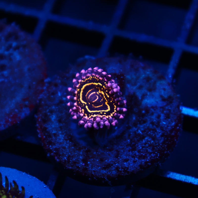TCK Stratospheres