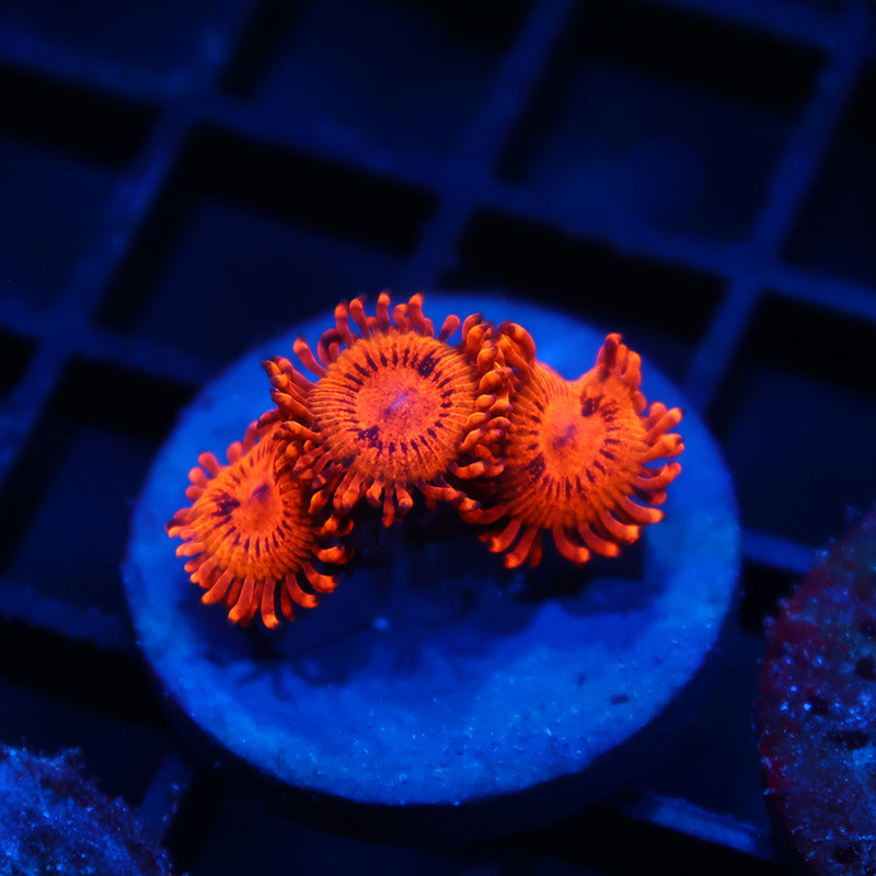 TCK Speckle Kraks