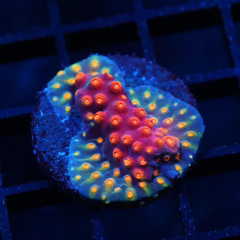 TCK Rainbow Abstract Cyphastrea