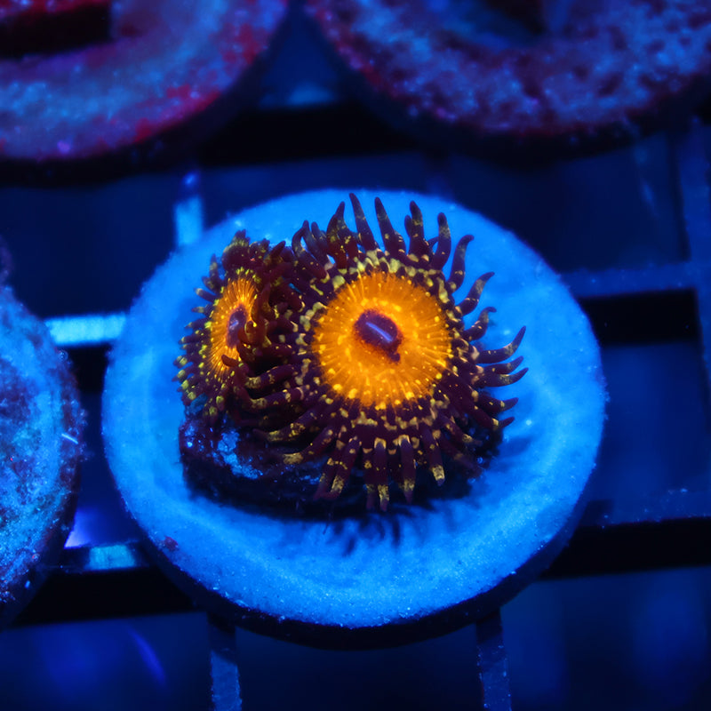 The Godbeast Zoa