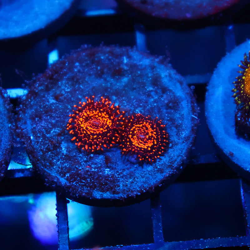 Nightmare Zoas