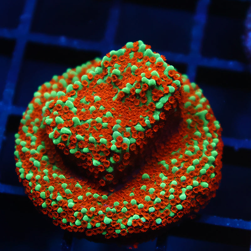 JF Aquaman Monti