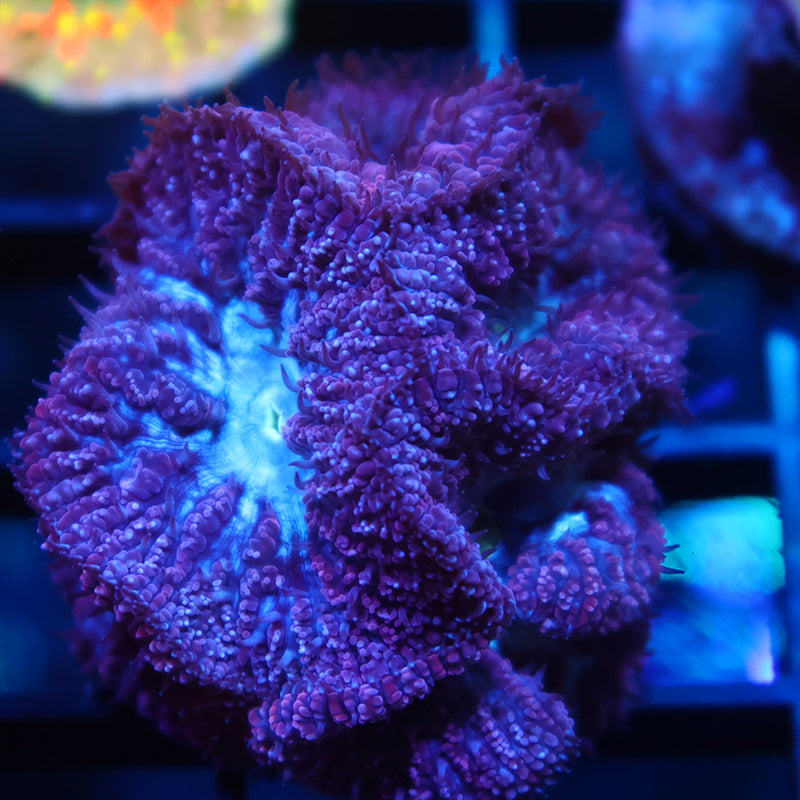 Lg TCK Frosty Purple Blastos