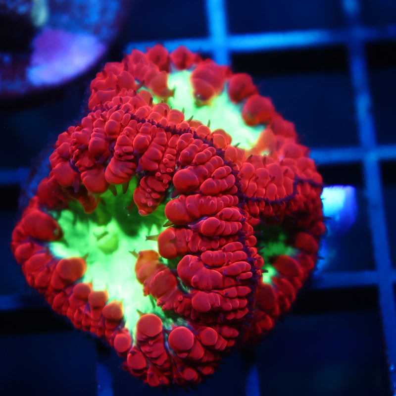 TCK Big Polyp Sour Apple Blastos