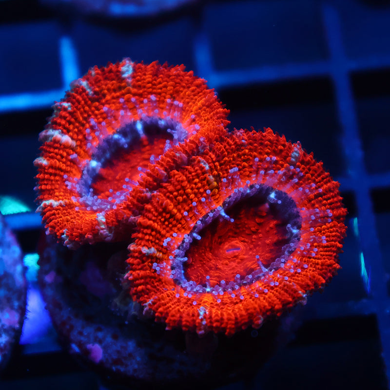 Big Red Acan