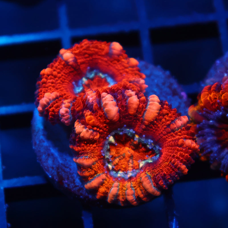 TCK Hologram Orange Acan