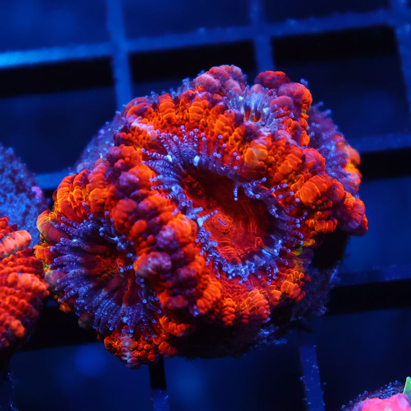 TCK Fluffy Rainbow Acans