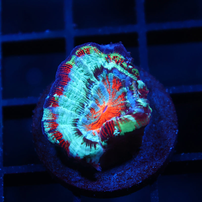 TCK Rainbow Wilsoni