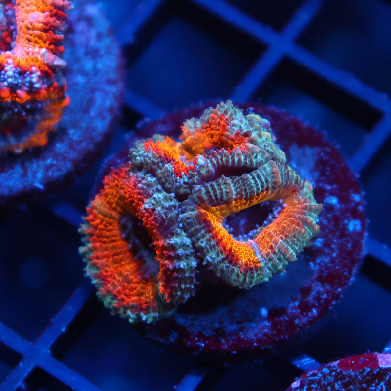 TCK Bleeding Rainbow Acan