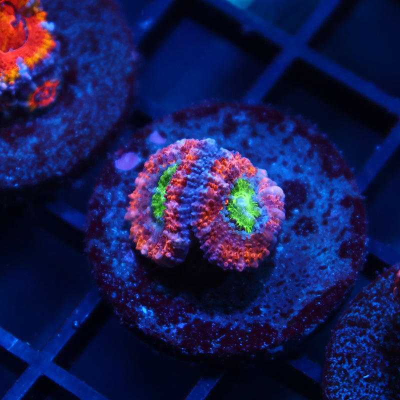 TCK Lemon Limes Acan