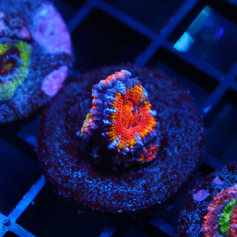 TCK Rainbow Acan
