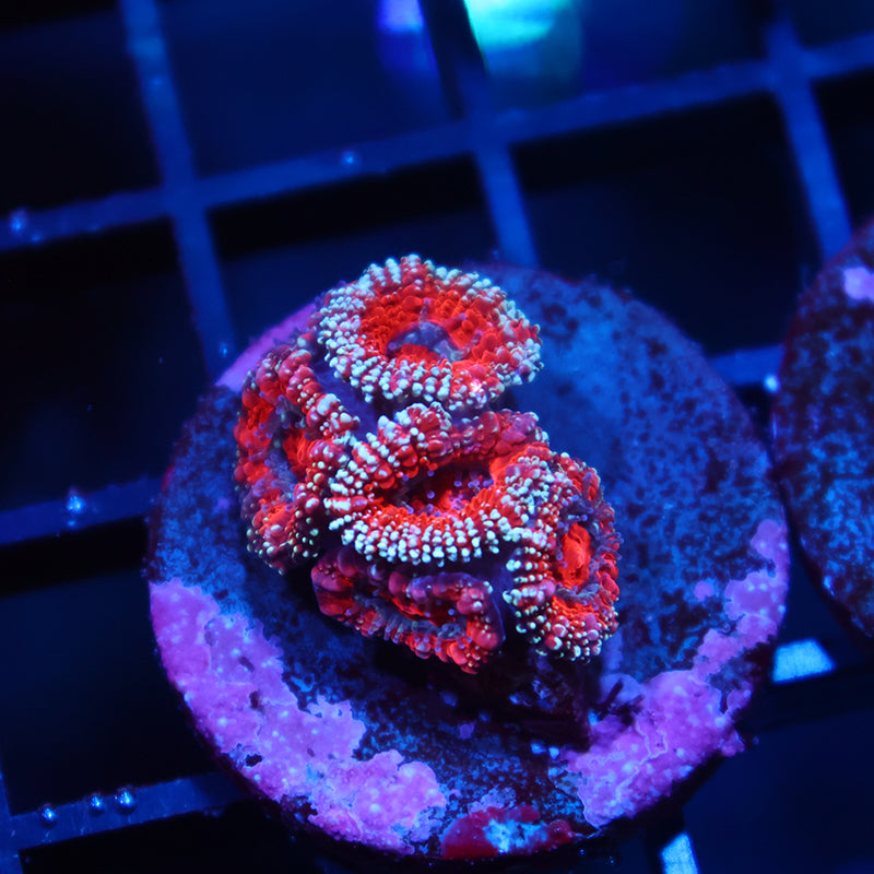 TCK Glitter Rim Acan