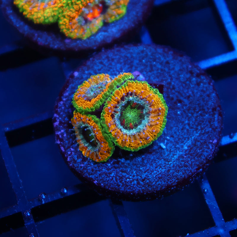 OG Mardi Gras Acan