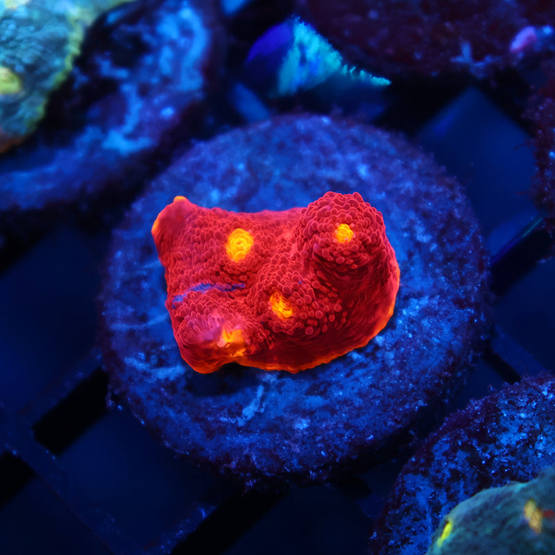 TCK Dynamite Rainbow Red Side