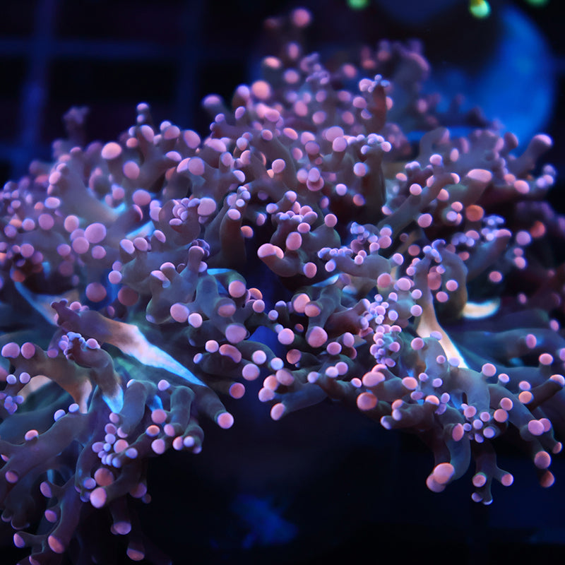 TCK Branching Peach Frogspawn Splitter