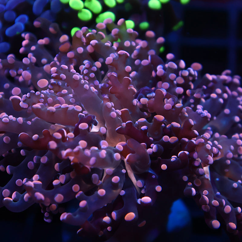 TCK Branching Gold Frogspawn Splitter