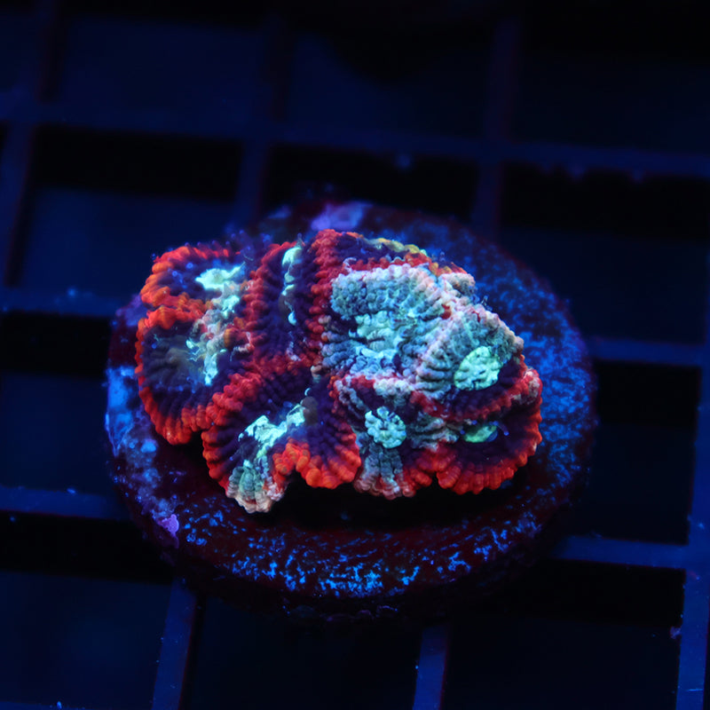 TCK Grafted Favia
