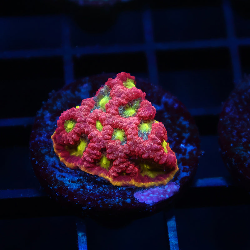 WWC Blood Diamond Favia