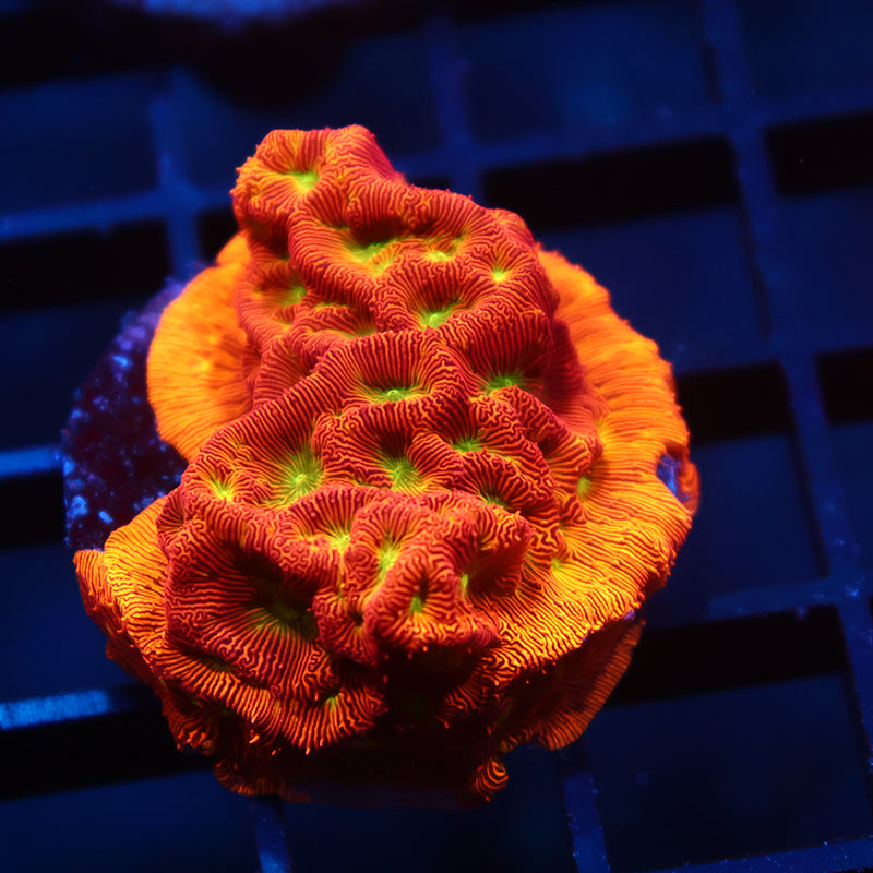 JF Jack-O-Lantern Lepto