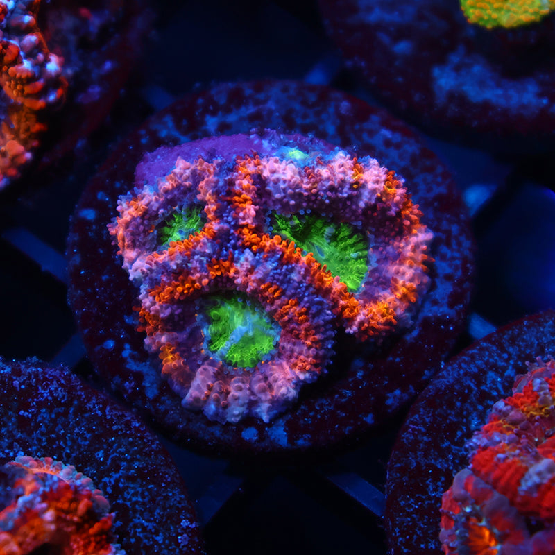 TCK Lemon Limes Acan
