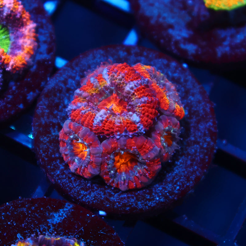 TCK Rainbow Acans