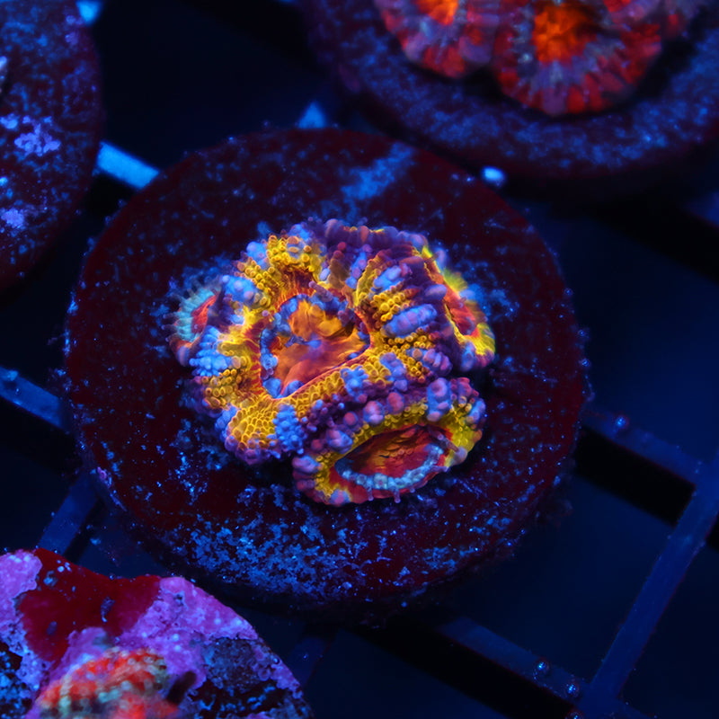 TCK Crazy Rainbow Acans