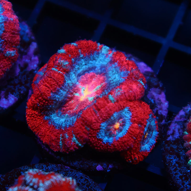 TCK Rainbow Center Asia Acan