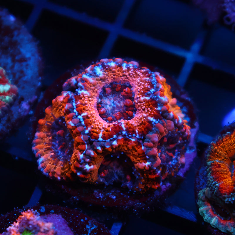 TCK Sunrise Acans