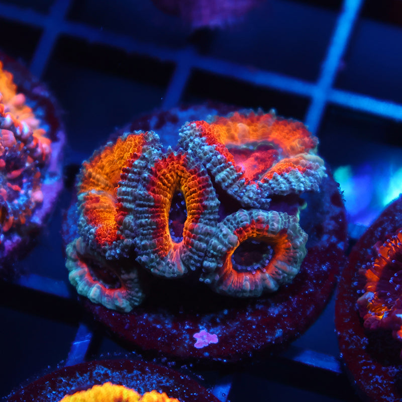 TCK Bleeding Rainbow Acans
