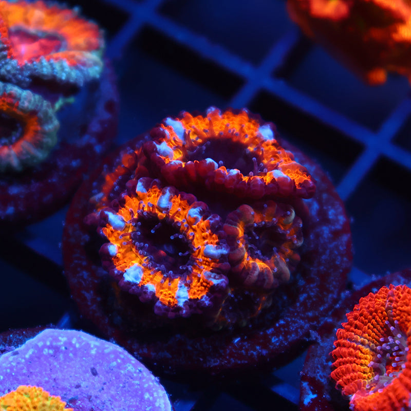 TCK Halloween Acans