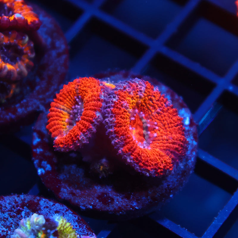 TCK Rainbowbrite Acans