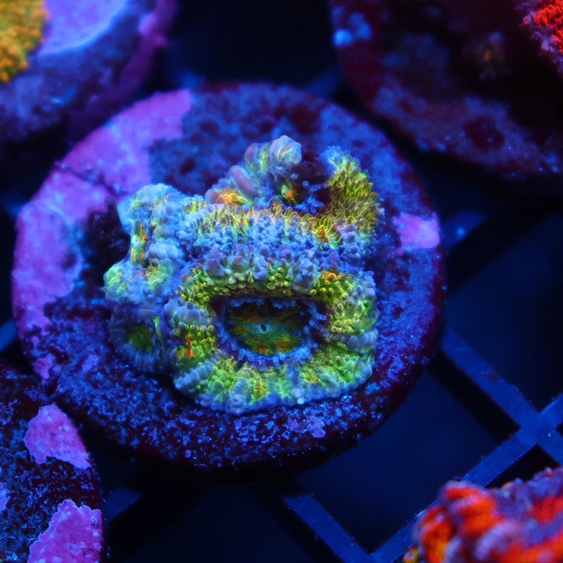 SR Limelight Acans
