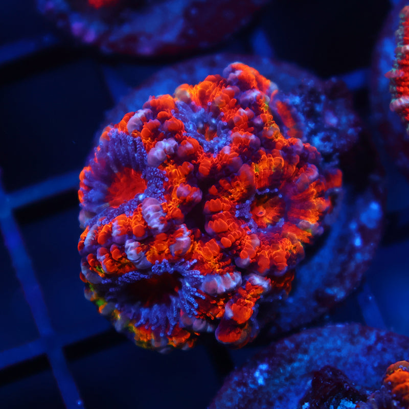 TCK Fluffy Rainbow Acans