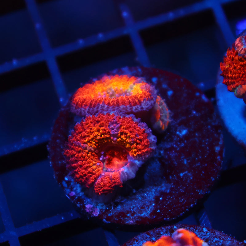 TCK Rainbowbrite Acans