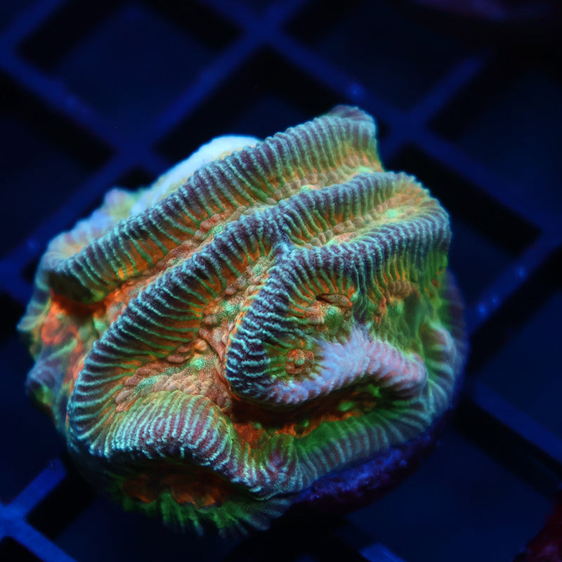 TCK Rainbow Platygyra