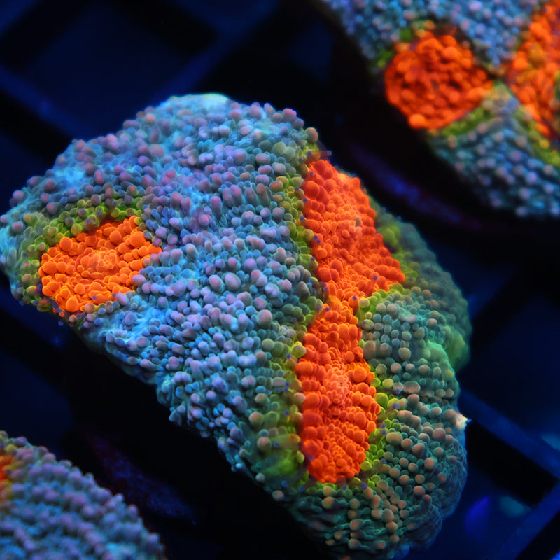 TCK Rainbow Echinata